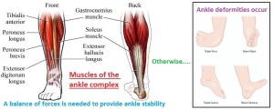 Ankle muscles balance of forces