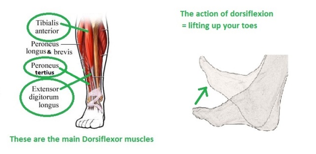 Foot drop muscles