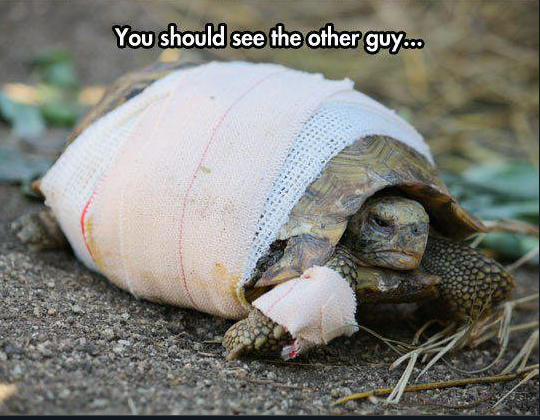 Photo from: http://cdn.themetapicture.com/pic/images/2015/01/02/funny-turtle-sick-bandage.jpg